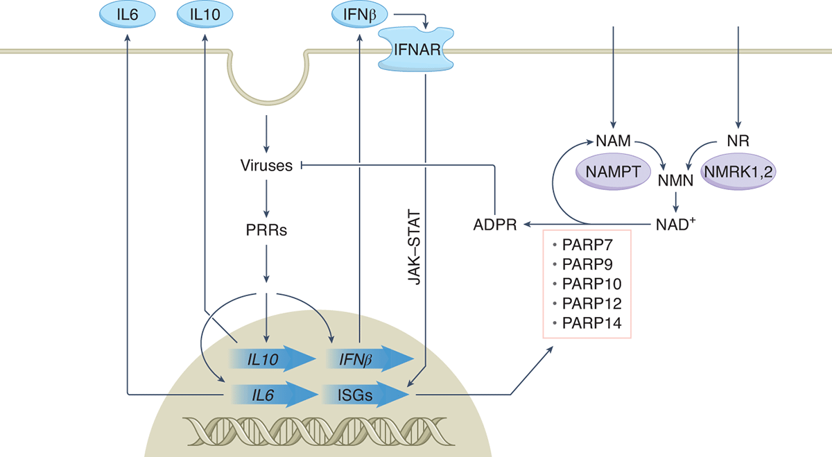 NAD+ in antiviral innate immunity