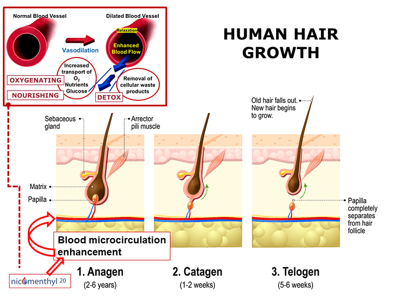 Does Nicomenthyl 20 improve hair growth? | Multichem R&D