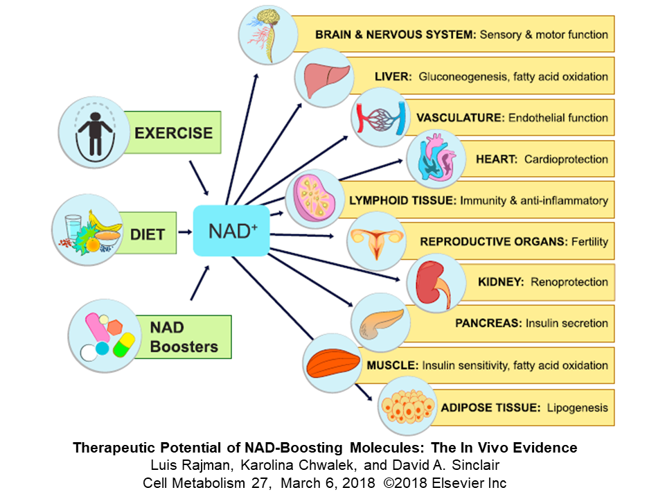 Info graph: Therapeutic Potential of NAD-Boosting Molecules