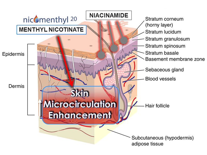 Niacinamide Skin Microcirculation