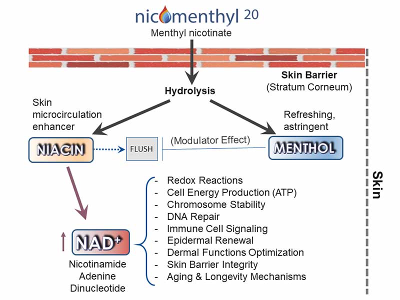 Nicomenthyl Hydrolysis